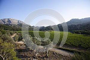 Vineyards in Mallorca Island located in the north in the island