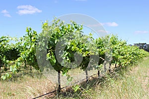 Vinedos en un rio occidental 