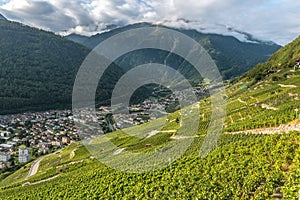 Vineyards in Martigny in the canton of Valais, Switzerland