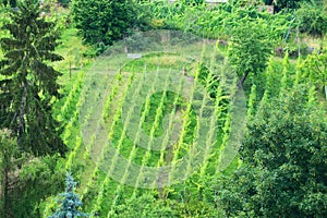 Vineyards in Meissen