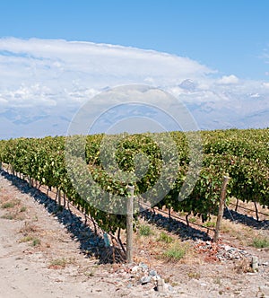 Vineyards of Mendoza, Argentina