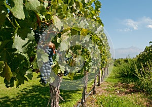 Vineyards of Mendoza, Argentina photo