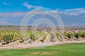 Vineyards of Mendoza, Argentina photo