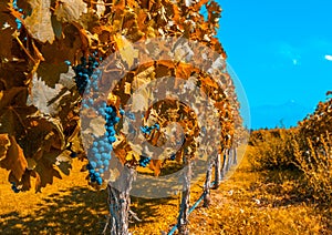 Vineyards of Mendoza, Argentina