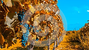Vineyards of Mendoza in autumn colors, Argentina photo