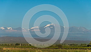 Vineyards in Mendoza at the background of Andes mountains.