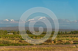 Vineyards in Mendoza at the background of Andes mountains.