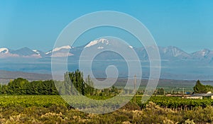 Vineyards in Mendoza at the background of Andes mountains.