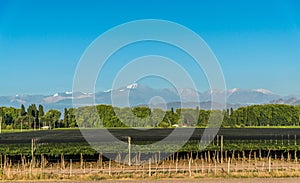 Vineyards in Mendoza at the background of Andes mountains.