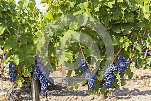 Vineyards with Merlot near Chateau Dauzac, Margaux, Medoc, Bordeaux, Aquitaine, France