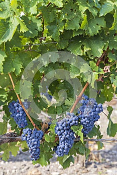 Vineyards with Merlot near Chateau Dauzac, Margaux, Medoc, Bordeaux, Aquitaine, France