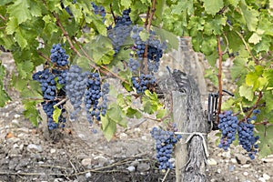 Vineyards with Merlot near Chateau Dauzac, Margaux, Medoc, Bordeaux, Aquitaine, France