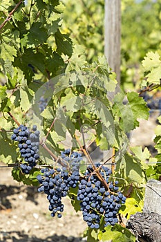 Vineyards with Merlot near Chateau Dauzac, Margaux, Medoc, Bordeaux, Aquitaine, France