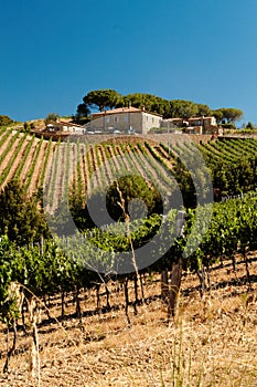 Vineyards of Montalcino