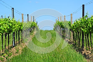 Vineyards in Moravia