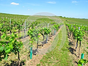 Vineyards in Moravia