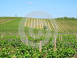 Vineyards in Moravia