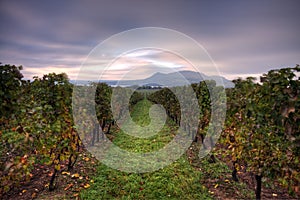 Vineyards in Moravia photo