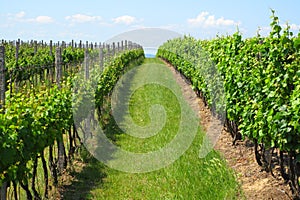 Vineyards in Moravia photo