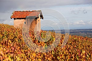 Vineyards in Morgon, Beaujolais during autumn season