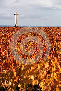 Vineyards in Morgon, Beaujolais during the autumn season, France