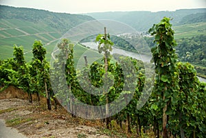 Vineyards in the Mosel Valley in Germany in autumn.
