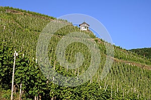 Vineyards on the Moselle and half-timbered house