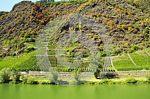 Vineyards in Moselle mountains. Mosel river