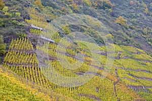 vineyards in Moselle River Valley, Rheinland Pfalz, Germany