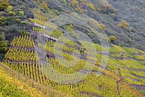 vineyards in Moselle River Valley, Rheinland Pfalz, Germany