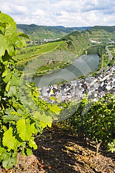 Vineyards And Moselle Riverbend Village, Germany