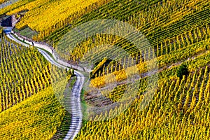 Vineyards in the Moselle Valley in bright autumn colors and sunlight