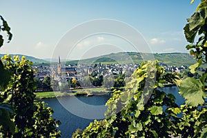 Vineyards of the Moselle Valley in Germany