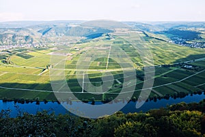 Vineyards of the Moselle Valley in Germany