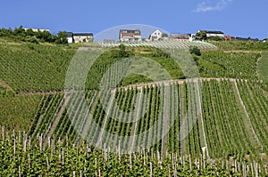 Vineyards on the Moselle wine village, Germany