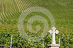 Vineyards on the Moselle wine village, Germany