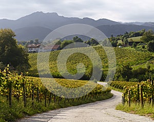 Vineyards on Mount Jaizkibel, Hondarribia, Euskadi photo