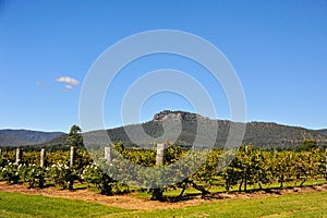 Vineyards and mountain landscape with clear blue sky. Hunter Valley, News South Wales, Australia