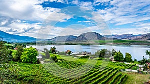 Vineyards on the mountain slopes surrounding Osoyoos lake