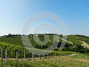 Vineyards of Muscat in the Western Langhe near Neive, Piedmont -