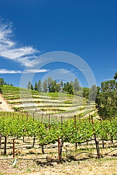 Vineyards in Napa, California