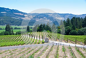 Vineyards at Napa, California.