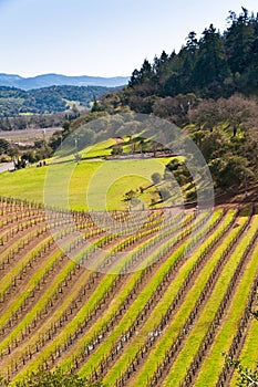 Vineyards at Napa, California.