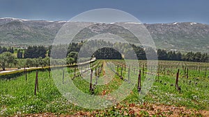 Vineyards nature at Chateau Kefraya Lebanon. One of the best wineries in Lebanon, west bekaa valley.