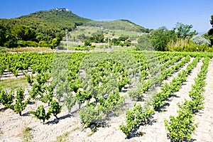 vineyards near Bandol, Provence, France