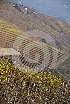 Vineyards near Barolo, Piemonte Italy