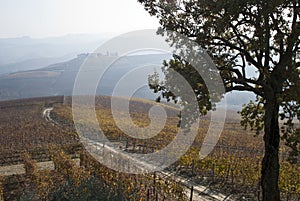 Vineyards near Barolo, Piemonte Italy