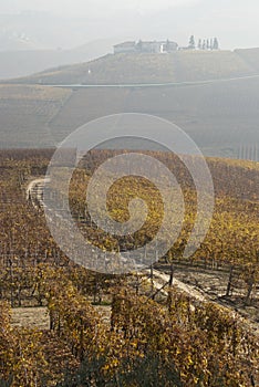 Vineyards near Barolo, Piemonte Italy