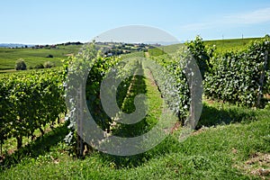 Vineyards near Barolo, sunny day in Italy