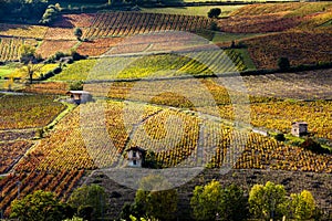 vineyards near Beaujeu, Beaujolais, Rhone-Alpes, France